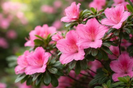 azalee-fleurs-roses-feuillage-vert
