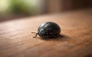 insecte-noir-rond-surface-bois